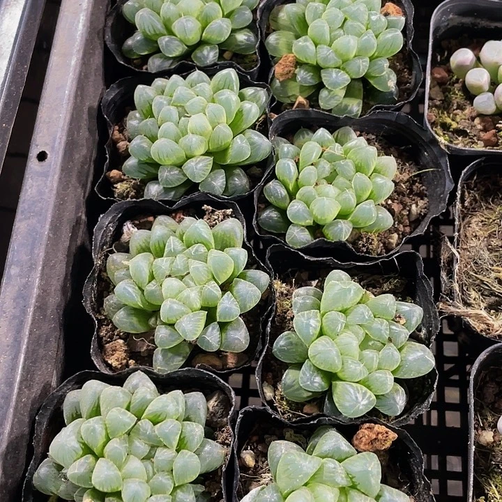姬玉露带盆土发货