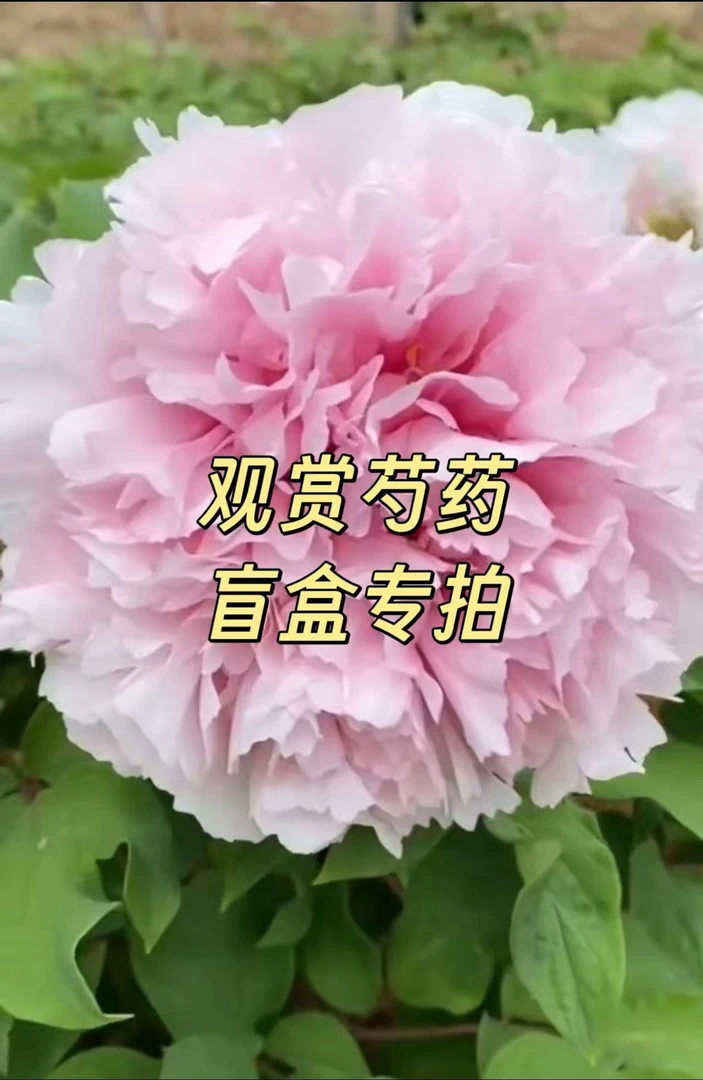 【盲盒专拍】山东菏泽基地直发适宜地栽盆栽庭院种植观赏