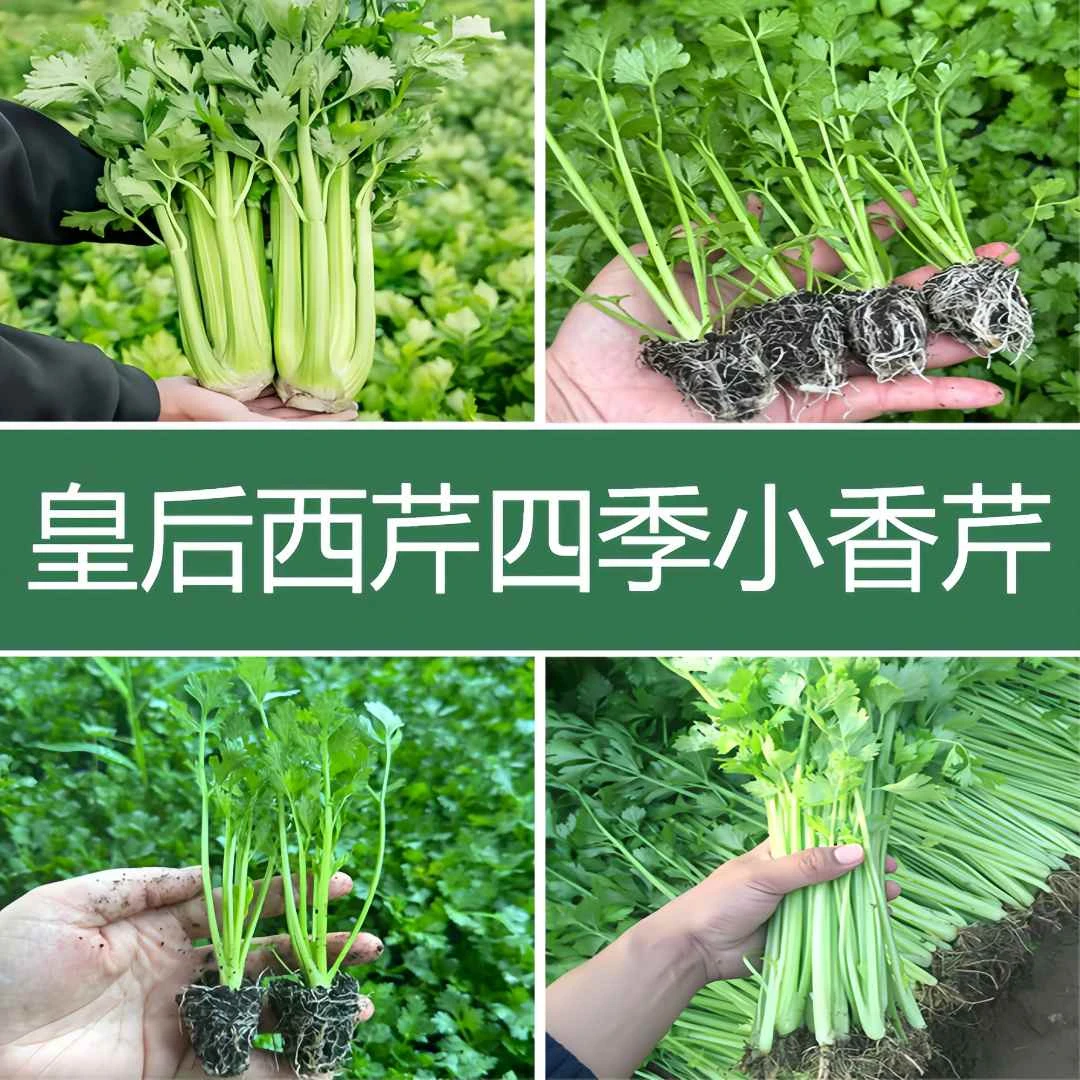 芹菜秧苗大全皇后西芹四季小香芹浓香高产盆栽地载种苗基地直发