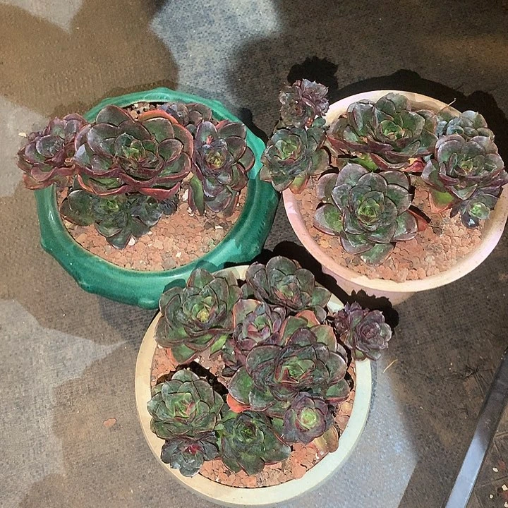 一物一拍多肉植物