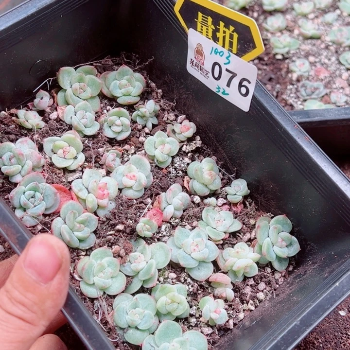 多肉植物多肉植物