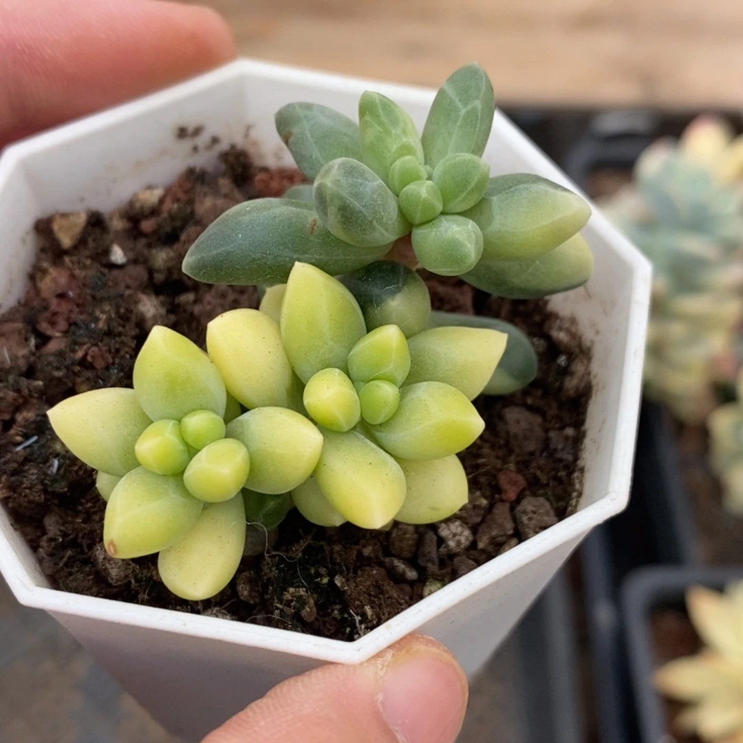 千代田多肉植物3684