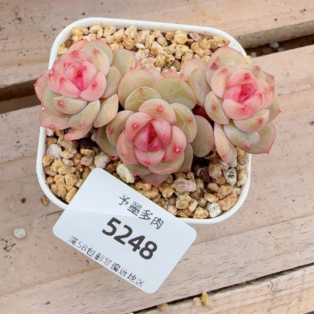 琴心群，5248多肉植物