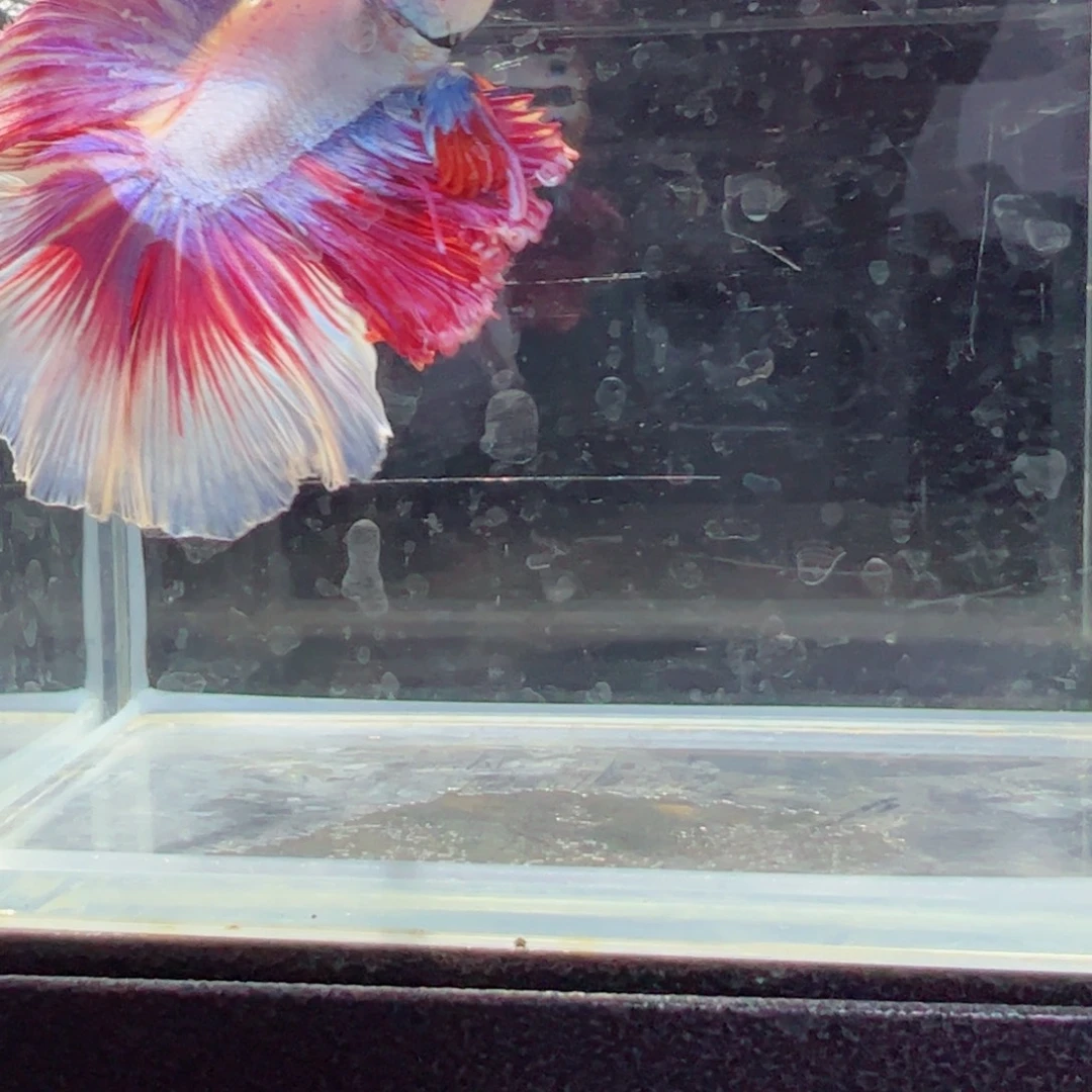 斗鱼浅色仙仙裙特殊尾