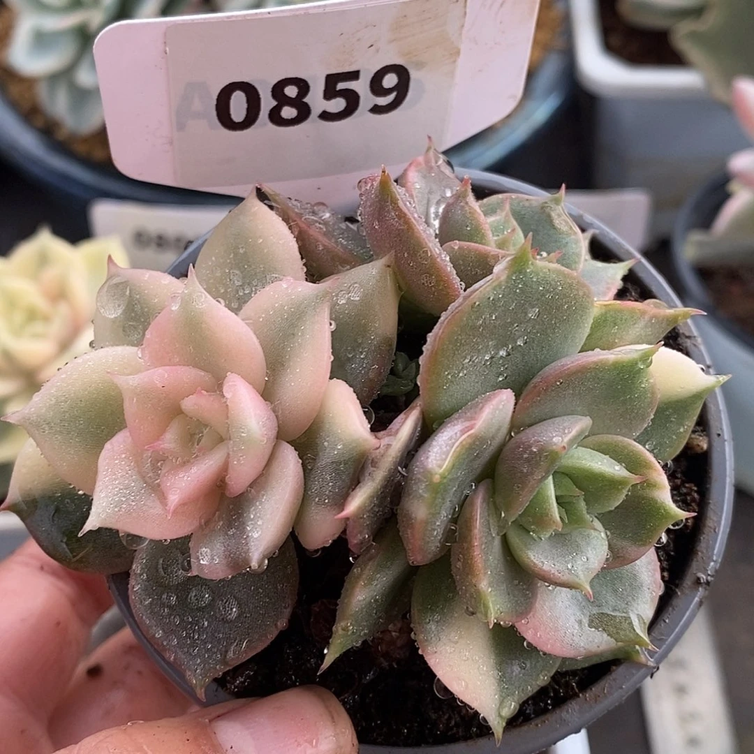 永***爱859贝加尔湖哈哈哈哈