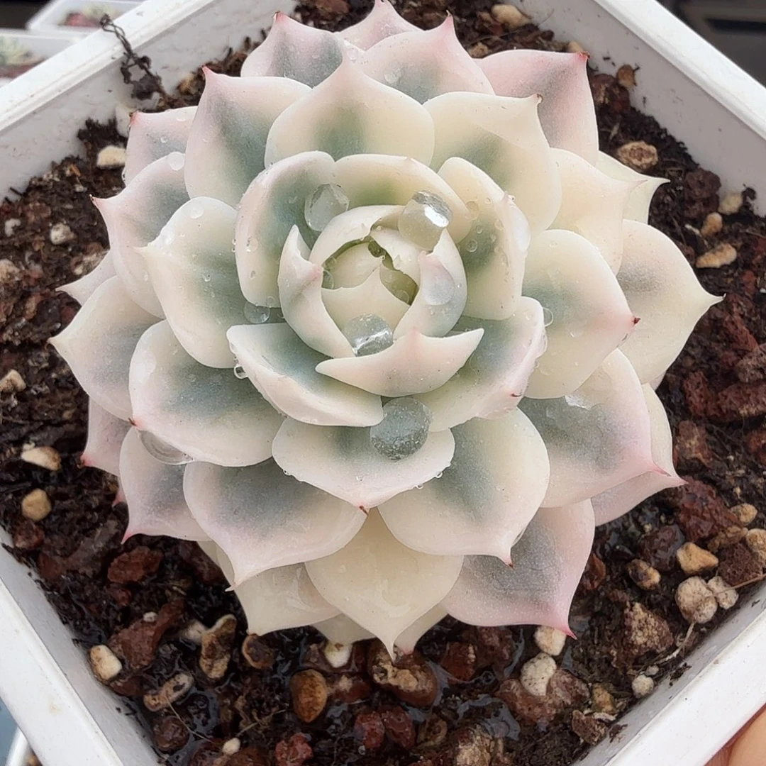 雪域白锦，多肉植物