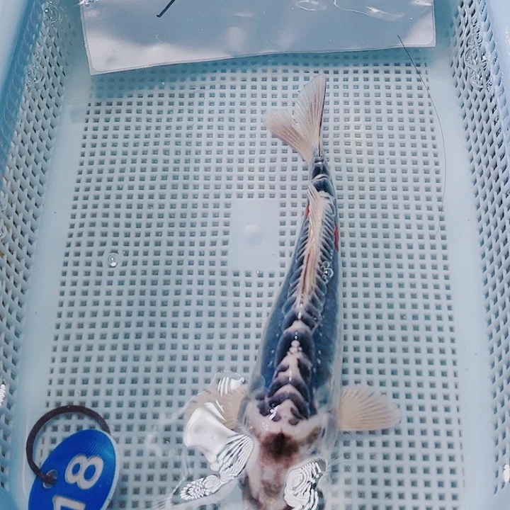 海水鱼锦鲤观赏鱼18