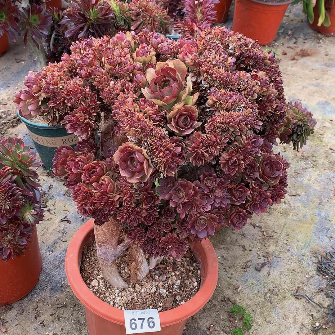 上***灬676万圣节微瑕这颗