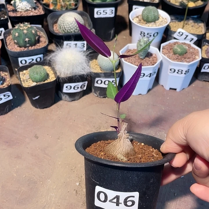 046紫背箩魔块根植物