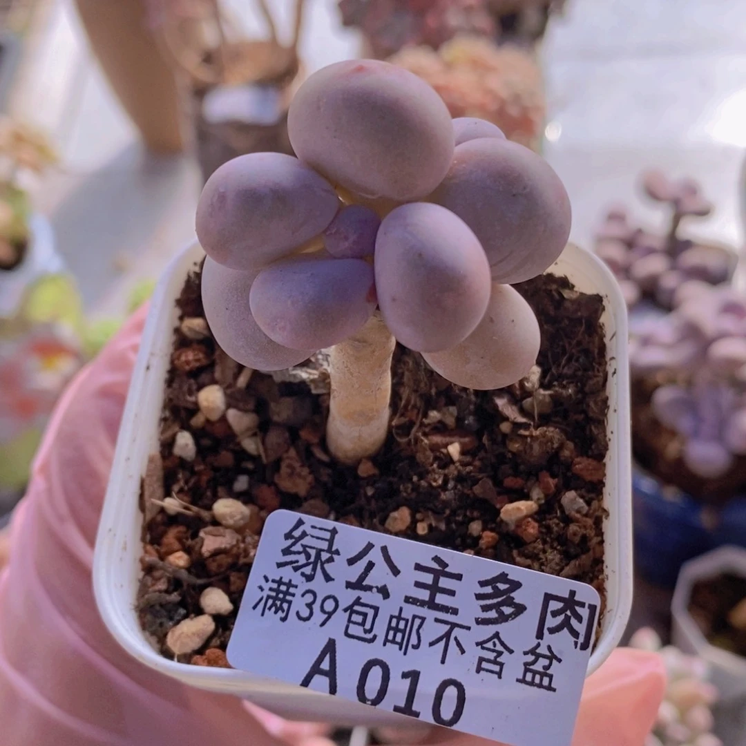 蛋黄奶010多肉植物