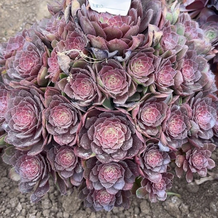 024多肉植物红魔植物