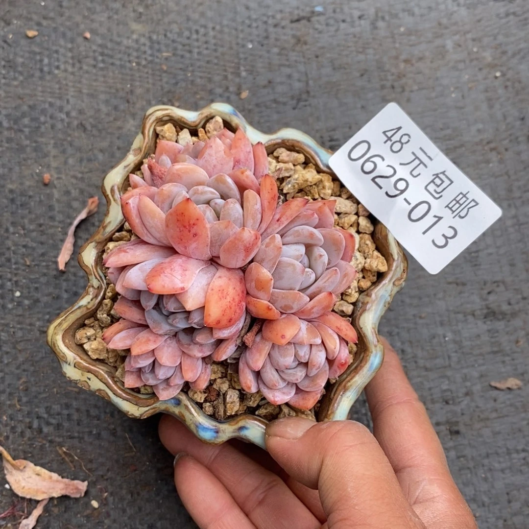 艺*夏悦多肉0629-13橙子