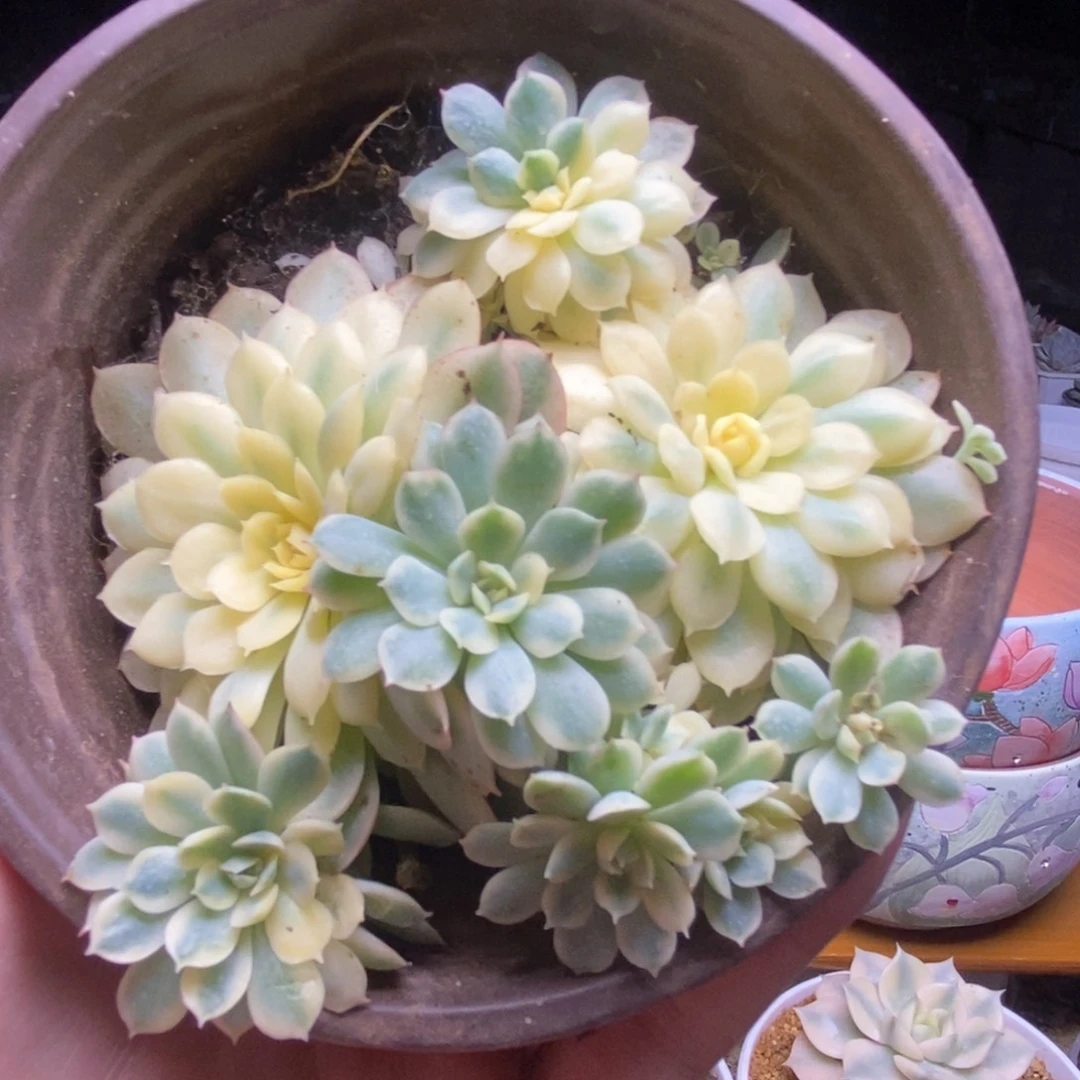 088黄覆轮梦幻玫瑰锦