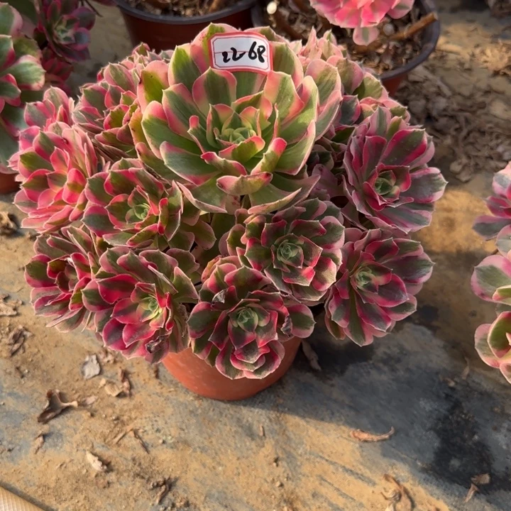 22-68女郎多肉不包售后