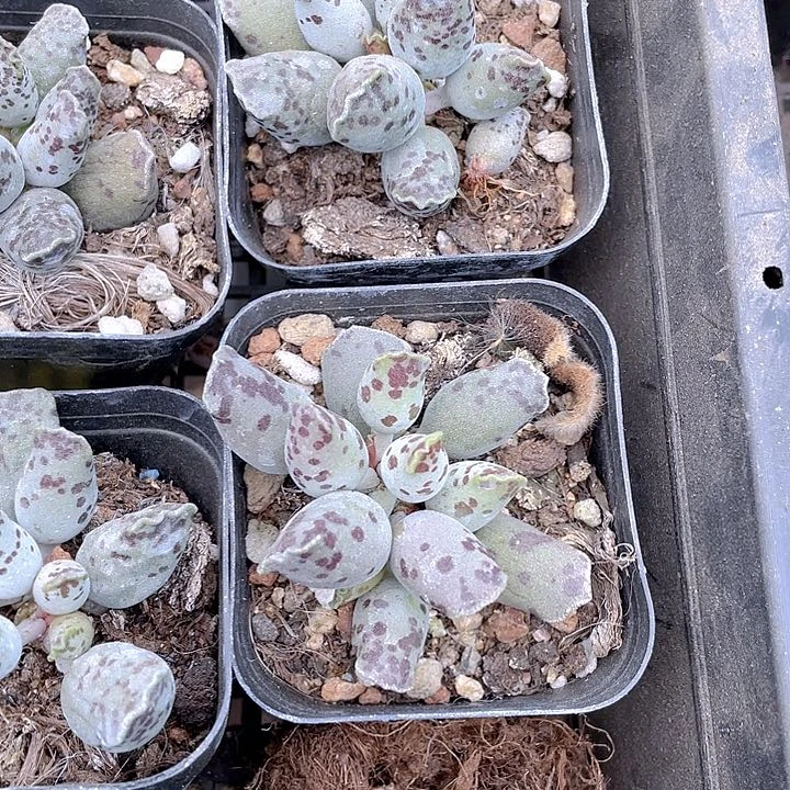 6.5方海豹带盆土发