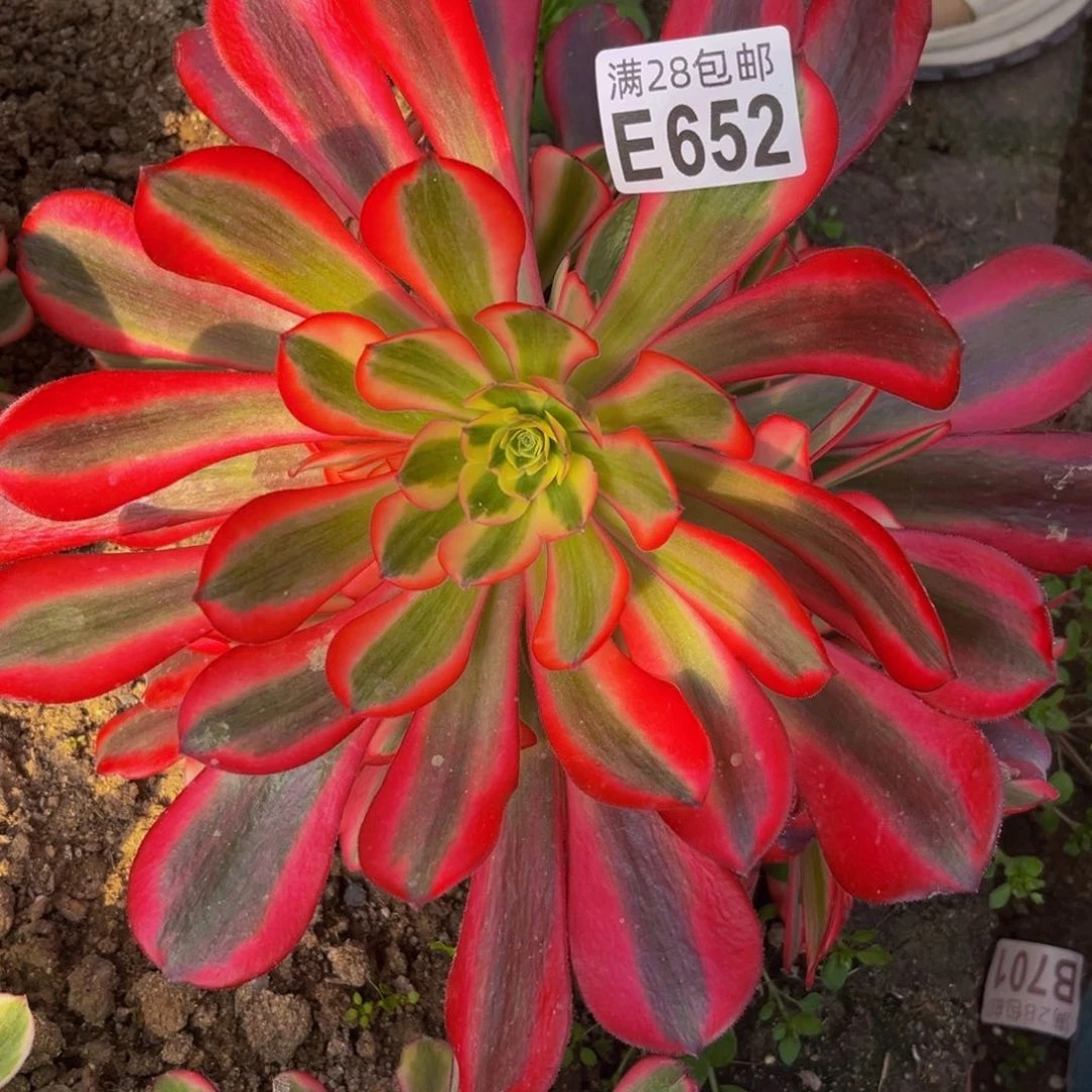 652多肉植物一物一拍