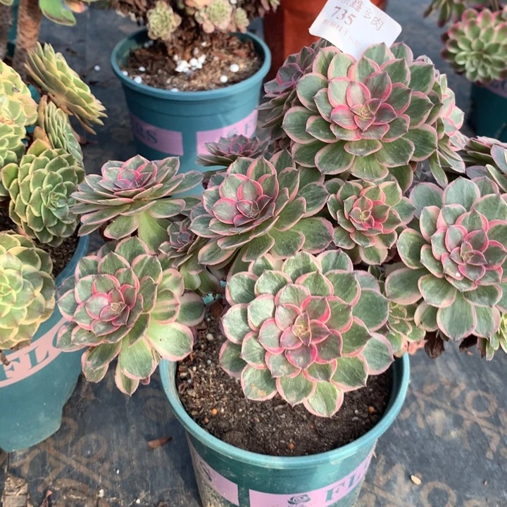 735莲花座多肉植物特价