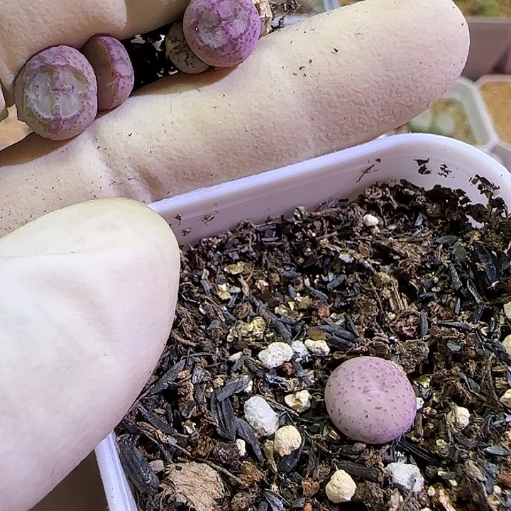 じ***雨512福利福利福利福利