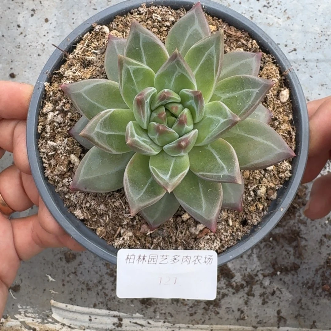 121 美人杂交 一物一拍