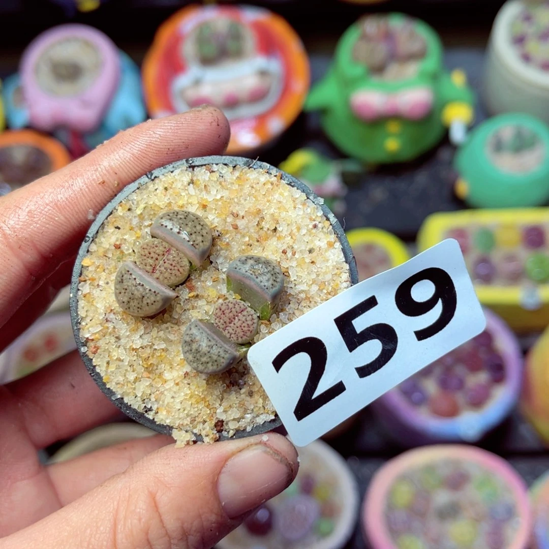 259生石花带盆发