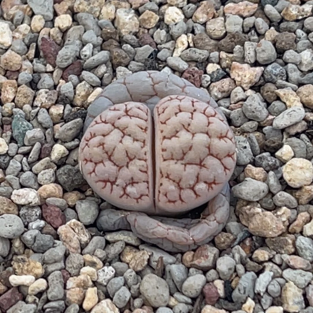 8051凹凸脑纹蛙哥189一颗