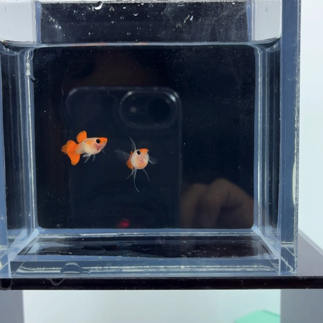 孔雀鱼红头琉璃球c（28）