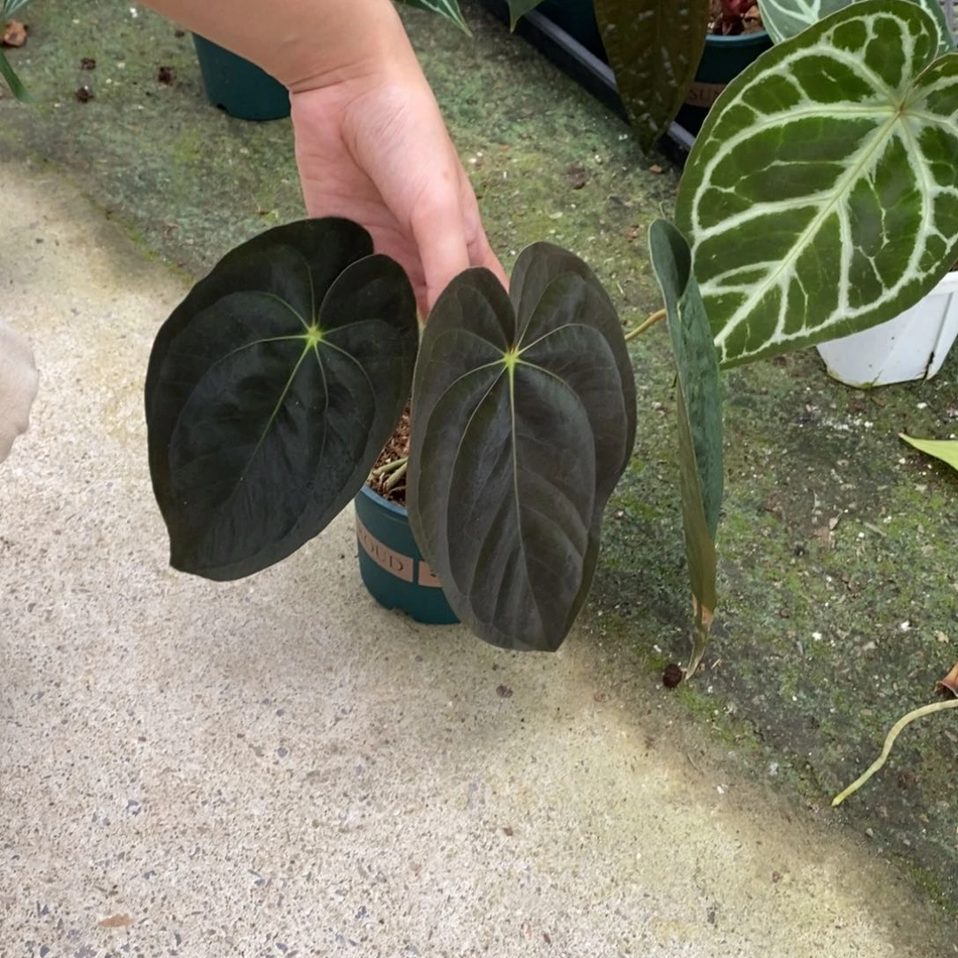 不开花植物加通湖papi