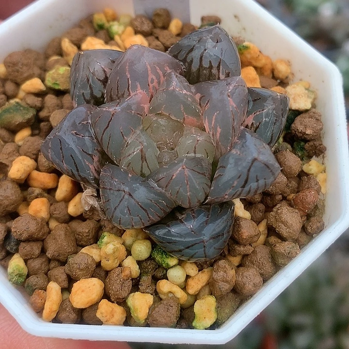 25号龙爪玉露锦一物一拍