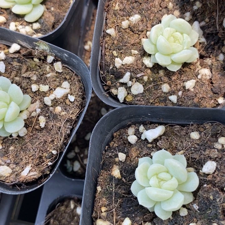 上盆蜡像一个多肉量拍