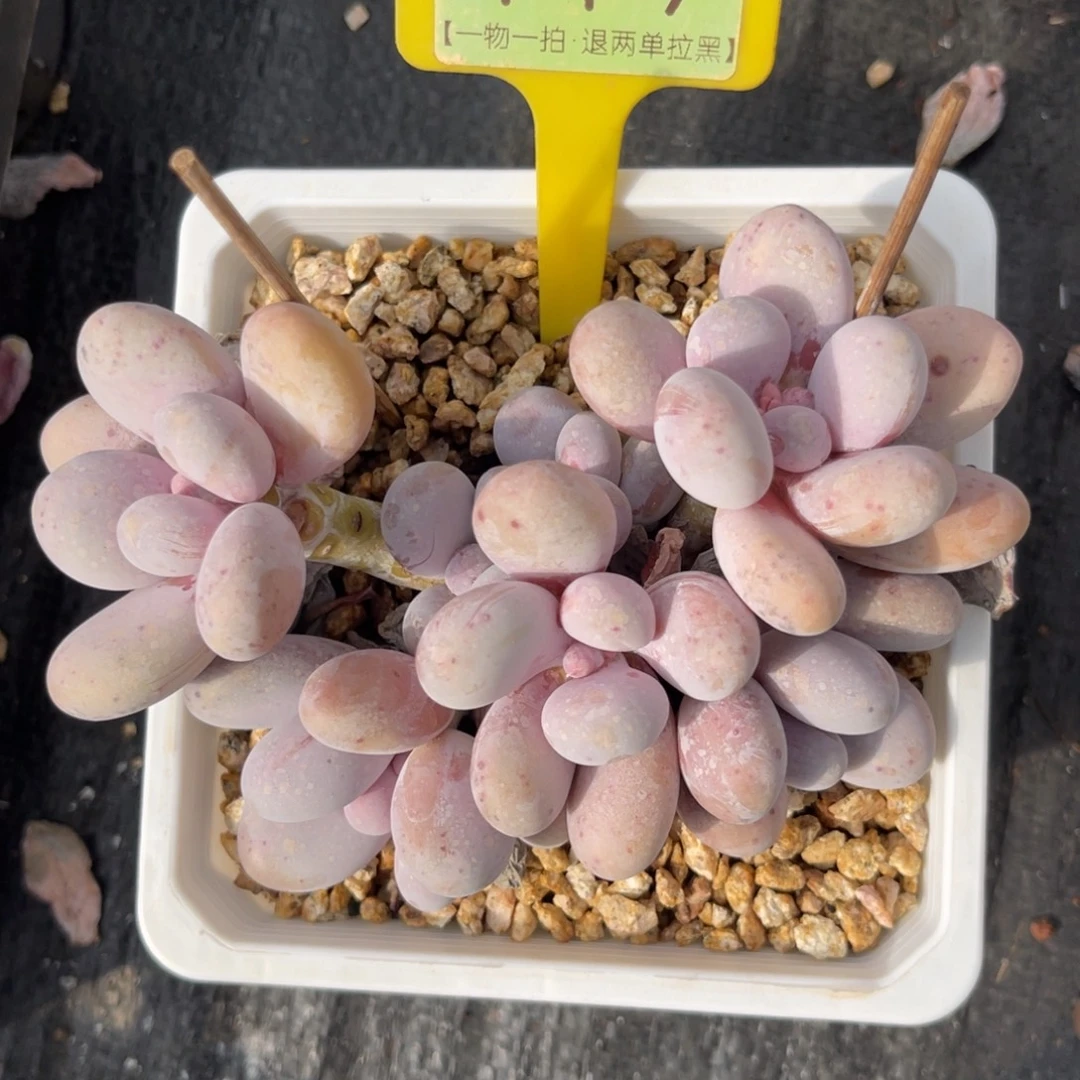 云尘多肉一物一拍719