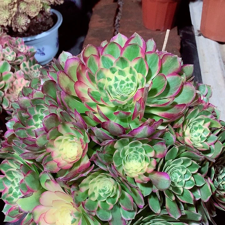 海王捧花，多肉植物