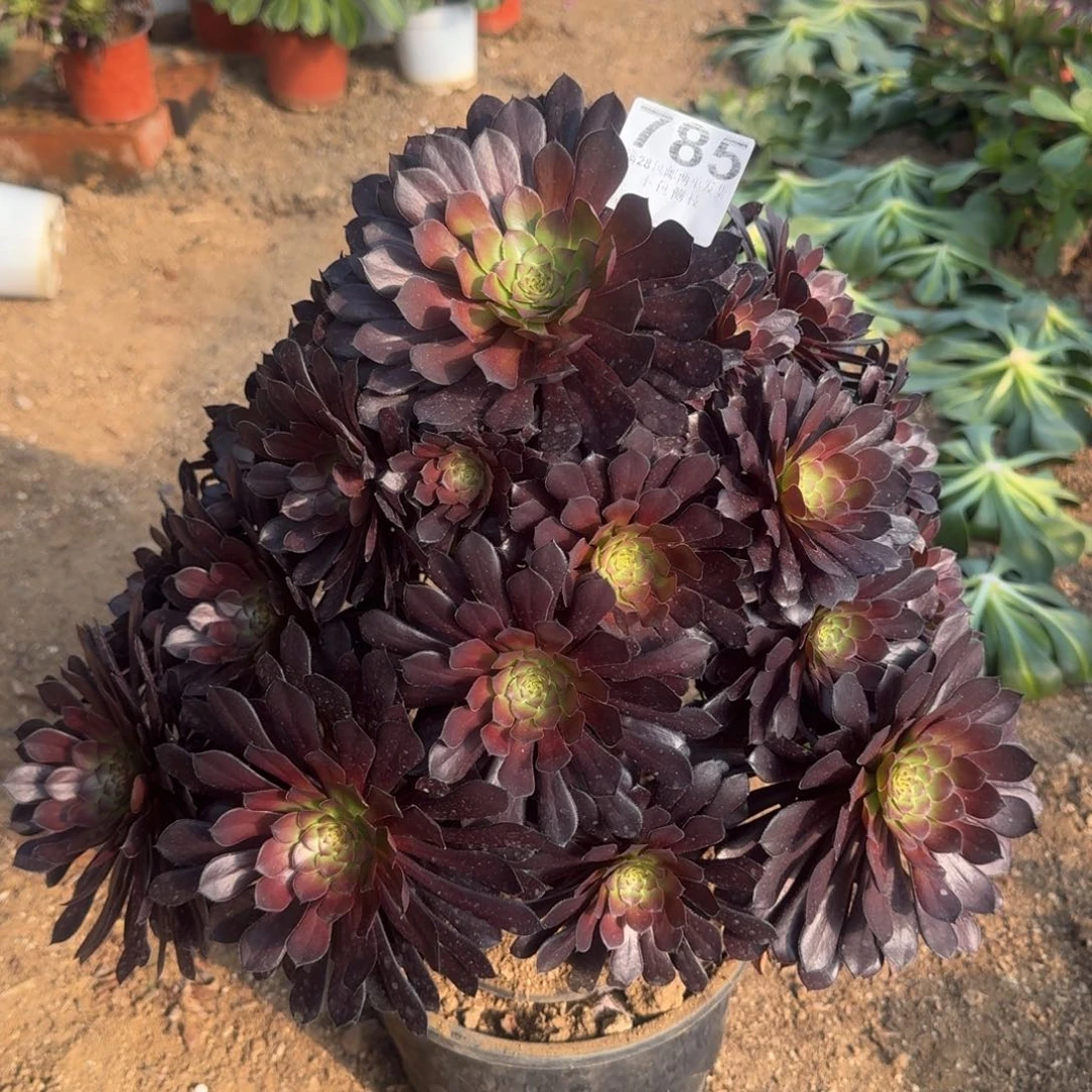 785号黑桐不包损法师