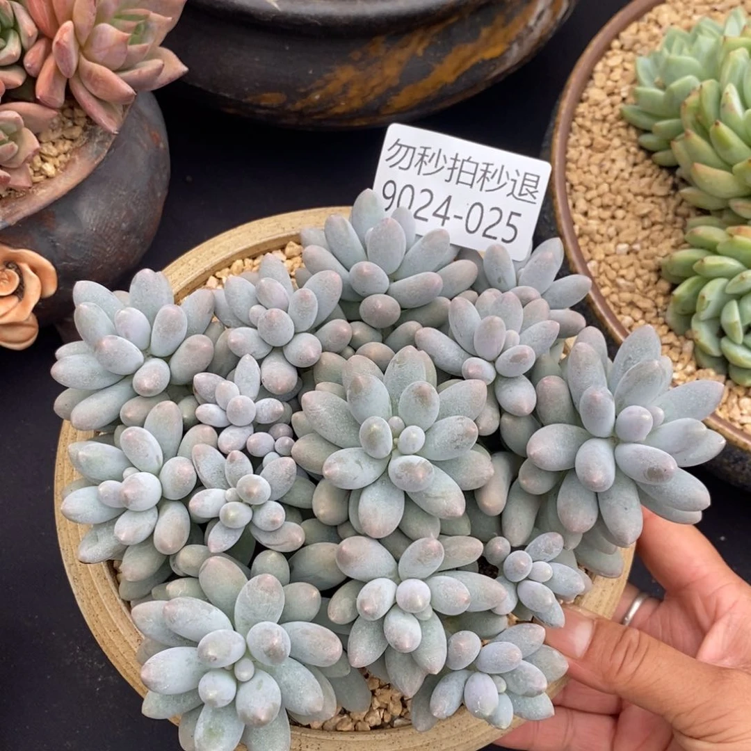 勿秒拍秒退 9025-25汤圆