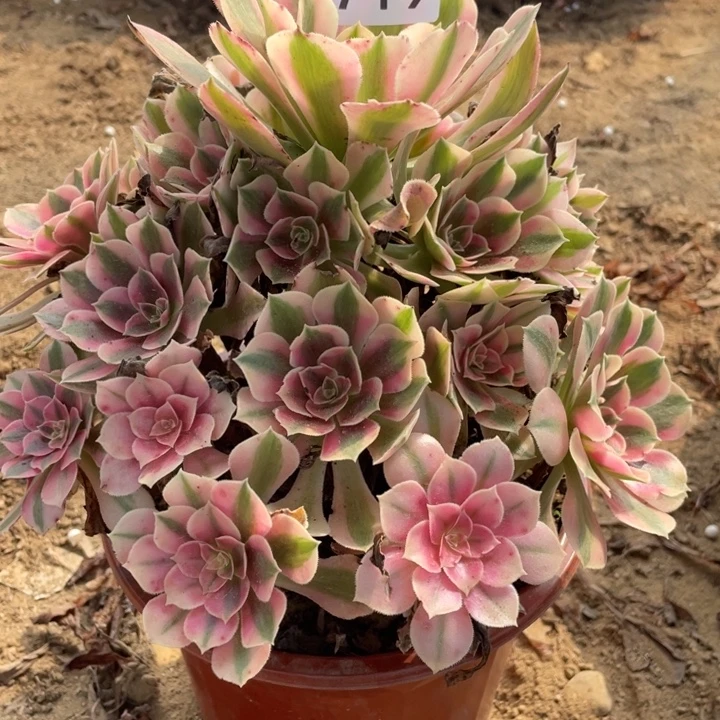 无花朵719多肉植物粉女巫