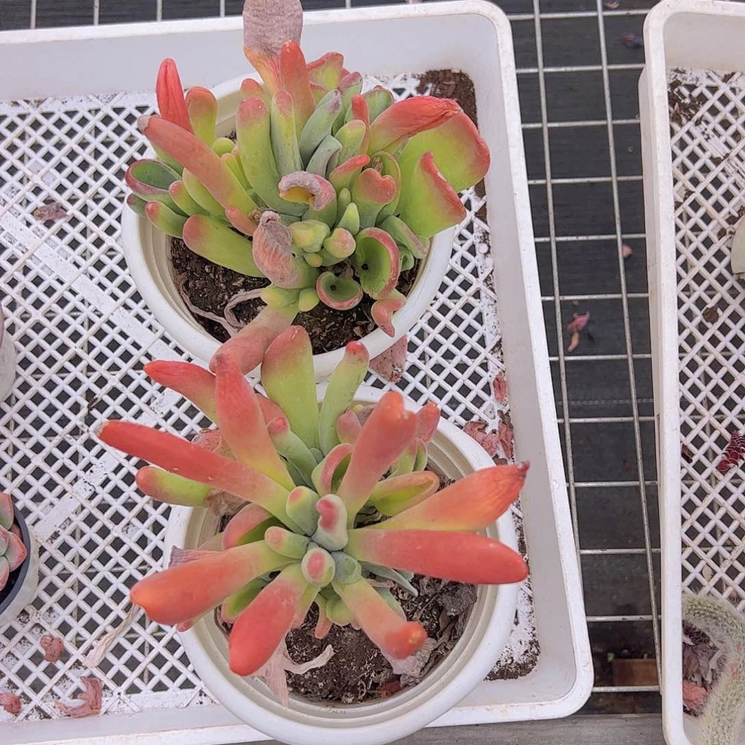 火狐狸多头大盆群二盆