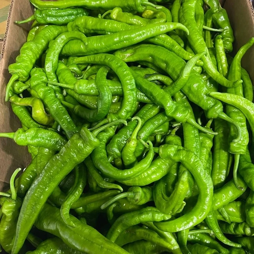 香辣辣椒约1斤（店铺最辣）