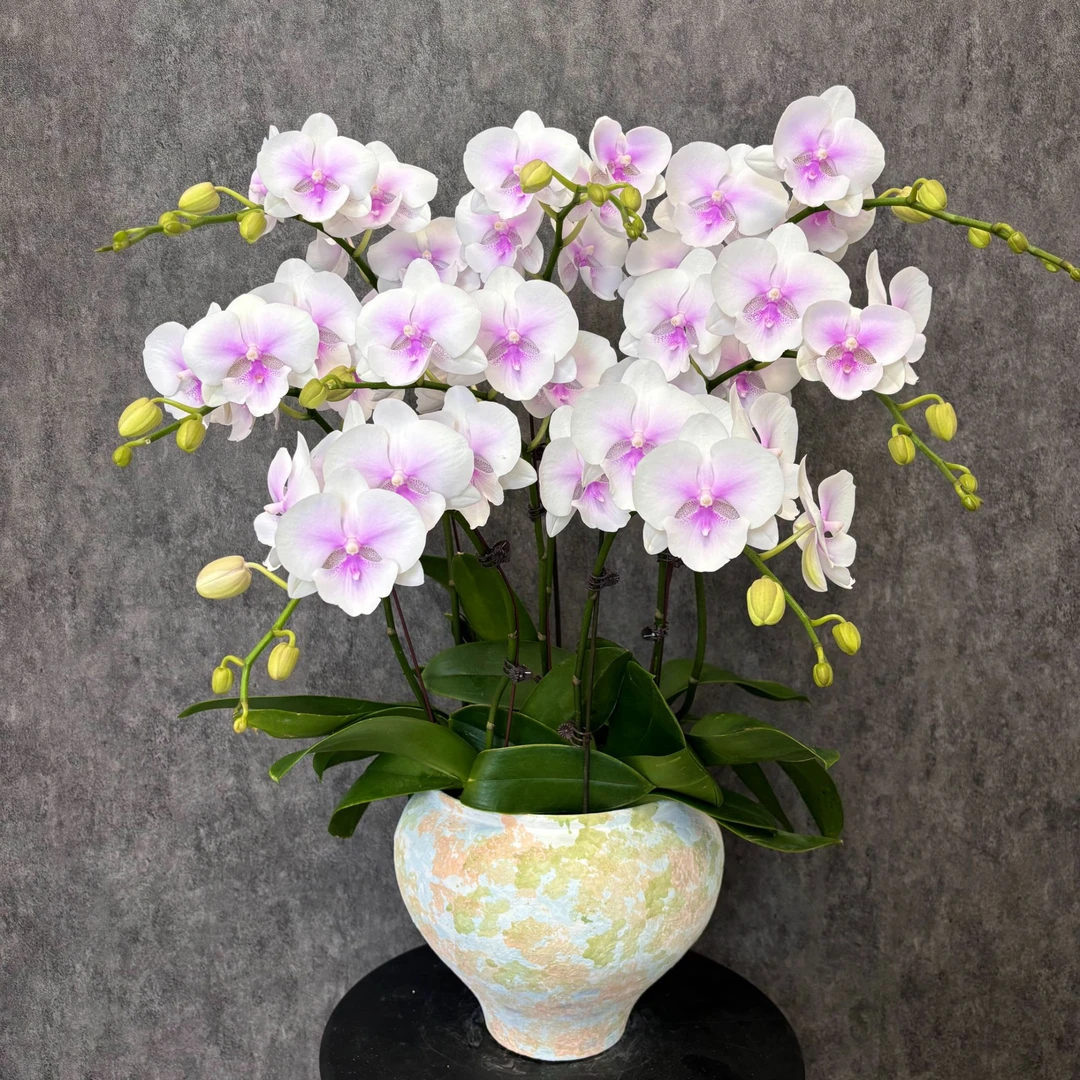 【德州姑娘-蝴蝶兰】意式风 轻奢风 法式风 奶油 鲜花 室内观赏花