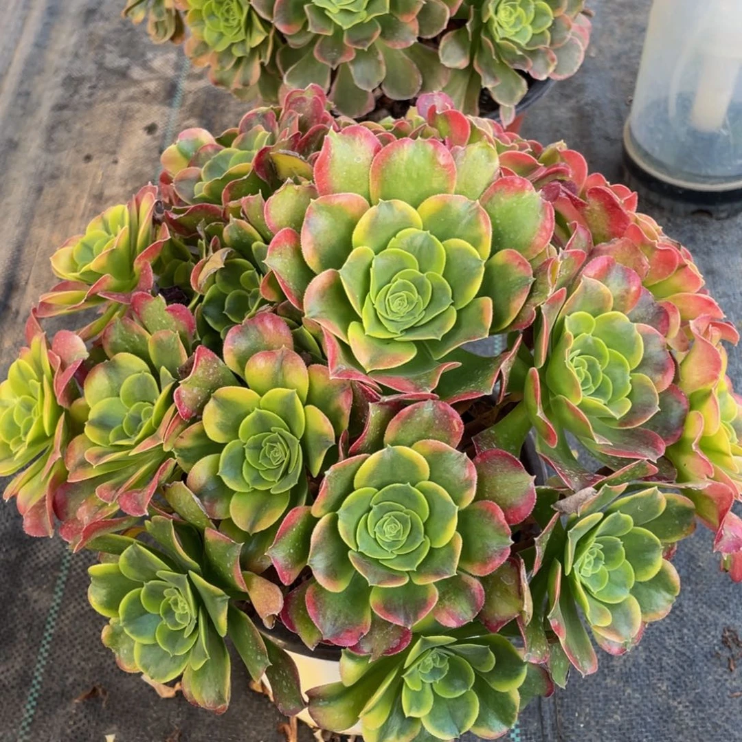 ?*念150特斯拉精品法师多肉