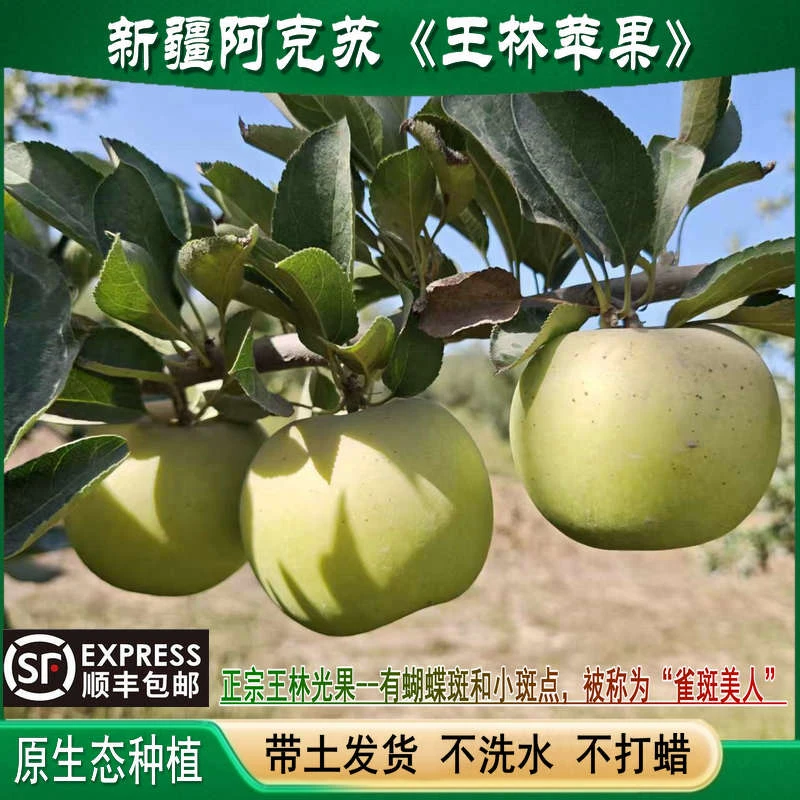 新疆阿克苏王林苹果【天山脚下戈壁滩种植】绿色原生态不洗水带土