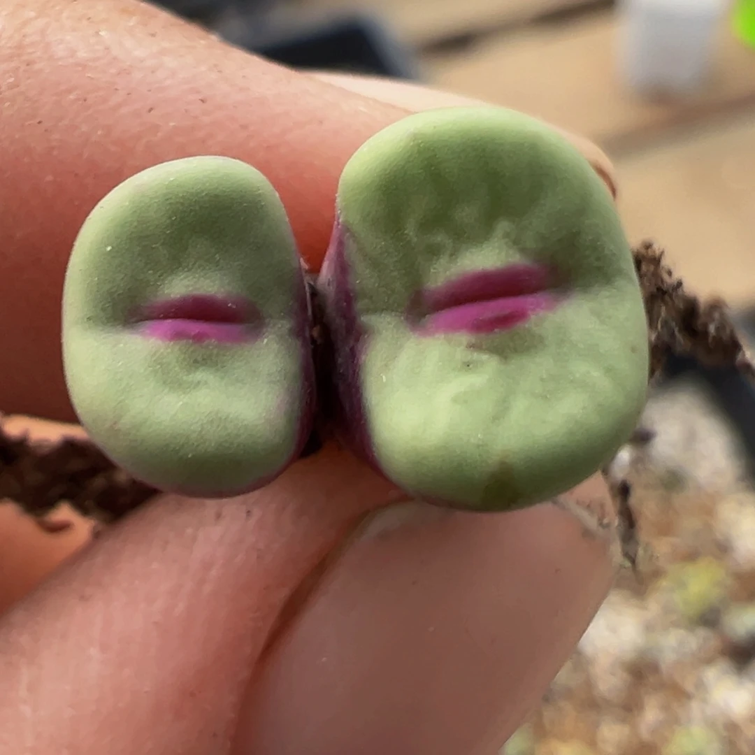 红***檬65多肉植物百科植物