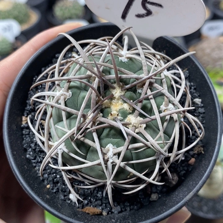 实生强刺碧岩玉75号5.5cm