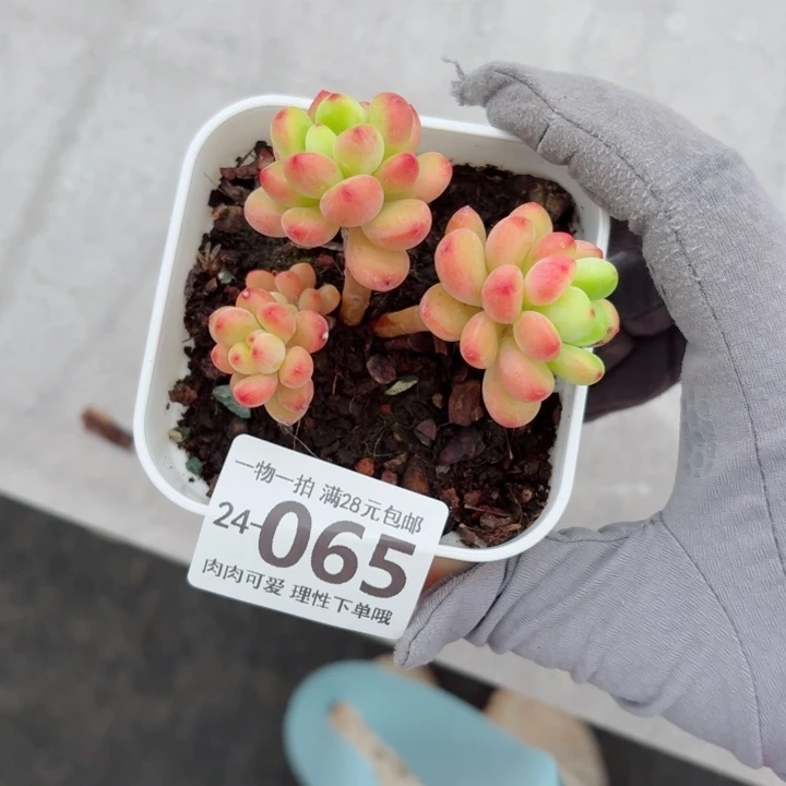 香格里拉多多肉无盆土发货