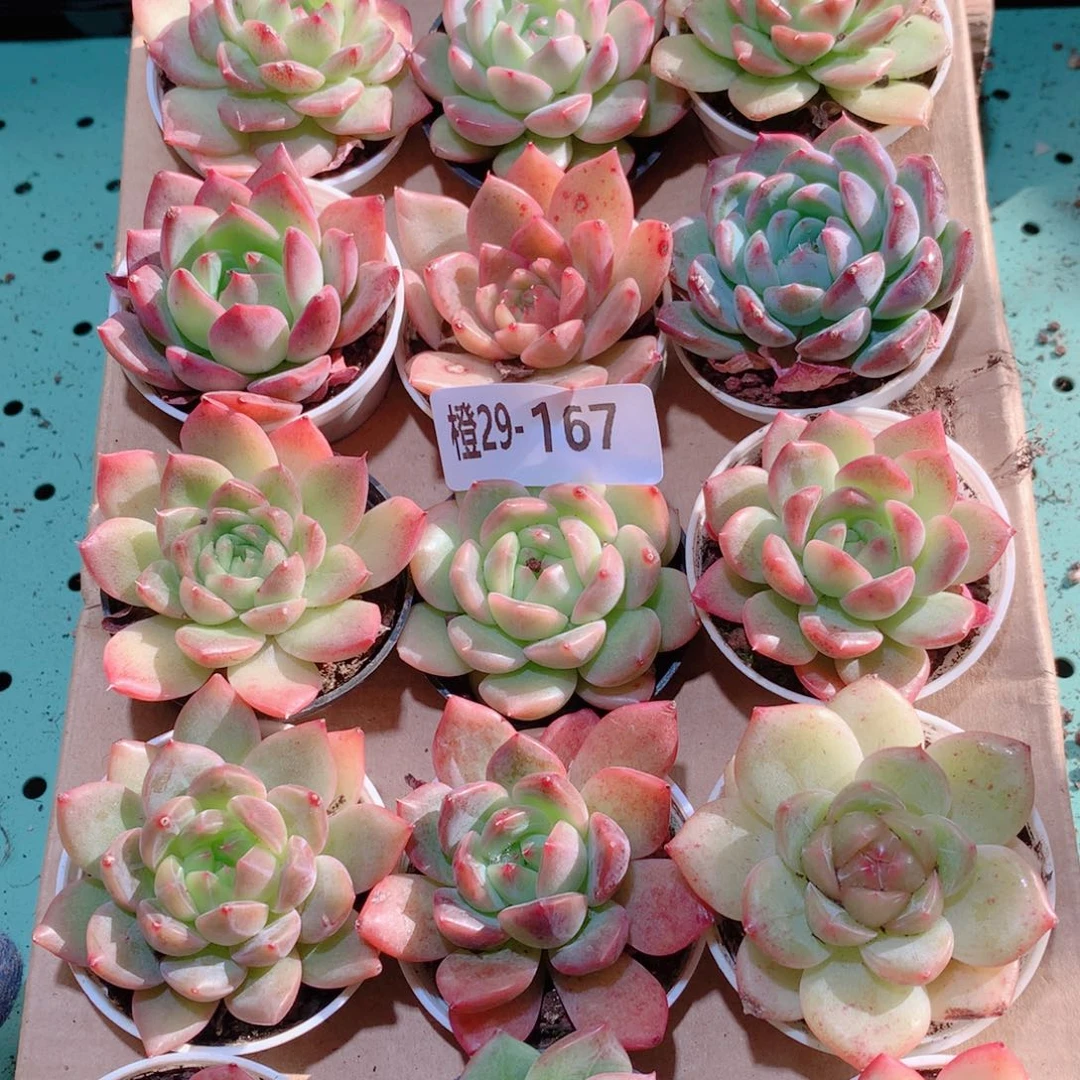 29-167一物一拍多肉带盆18颗