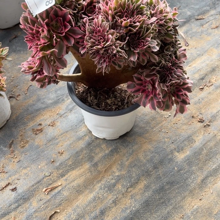 多肉粉女巫缀化，杆子有瑕疵858