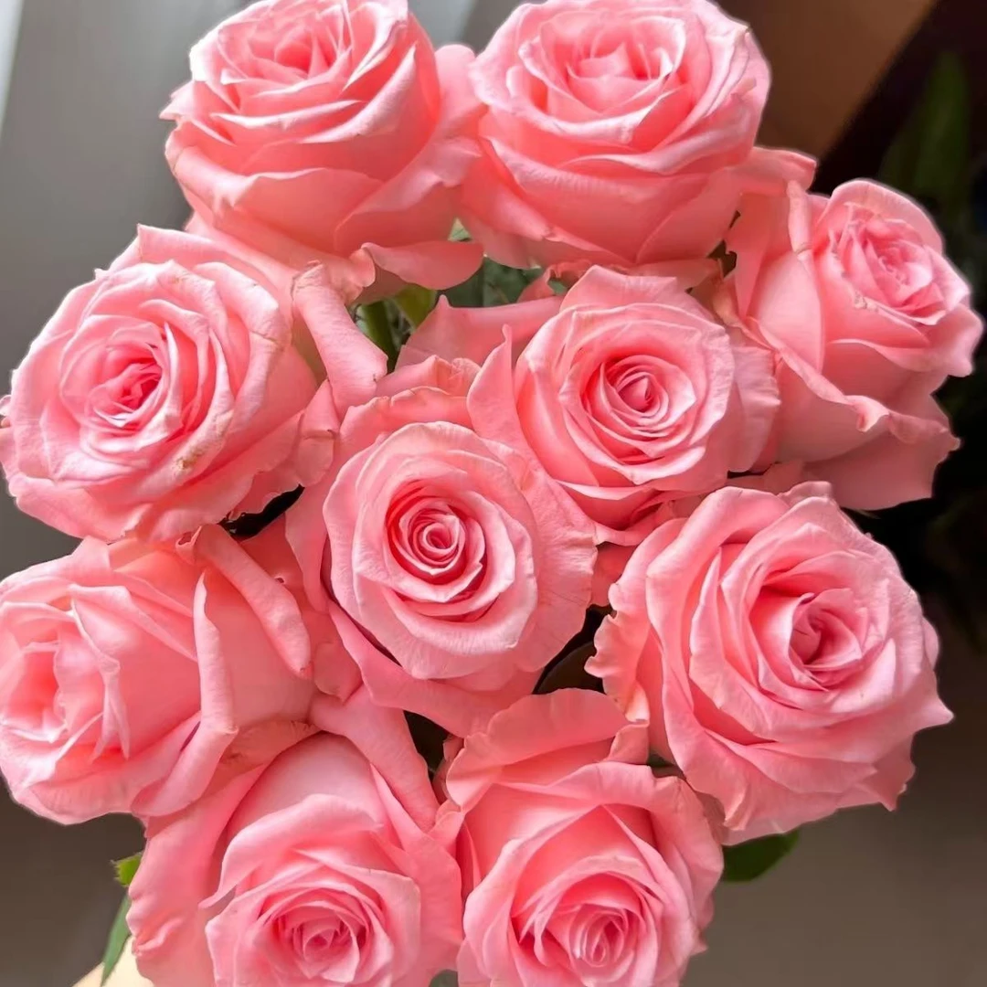 戴安娜月季花苗大花浓香切花阳台盆栽开花性好四季玫瑰