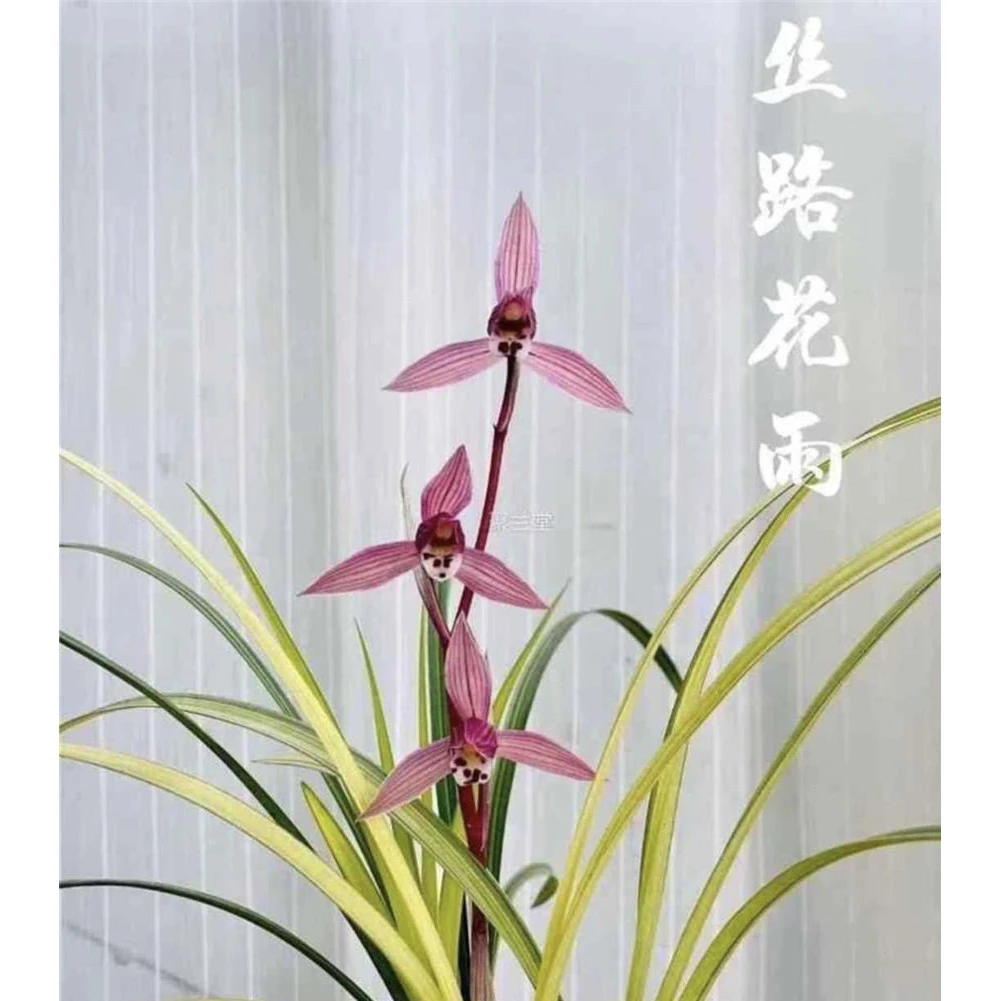 【丝路花雨】艺草莲瓣兰国兰名品 2苗 花开浓香 好养对版 人工种植