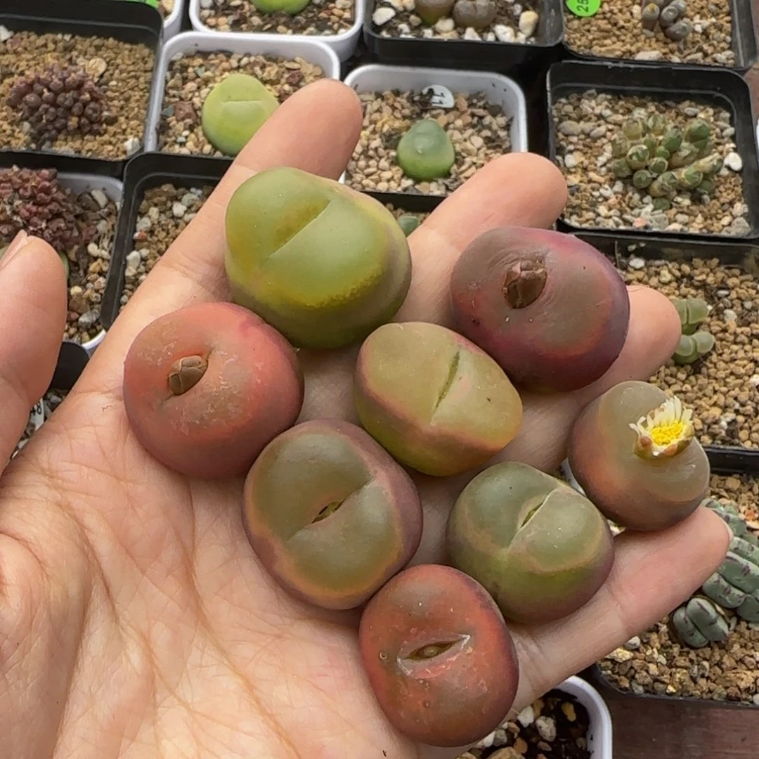 2-3cm（小瑕疵）多肉植物