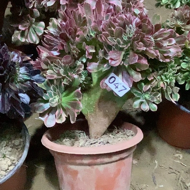 047粉女妖缀化老板子法师