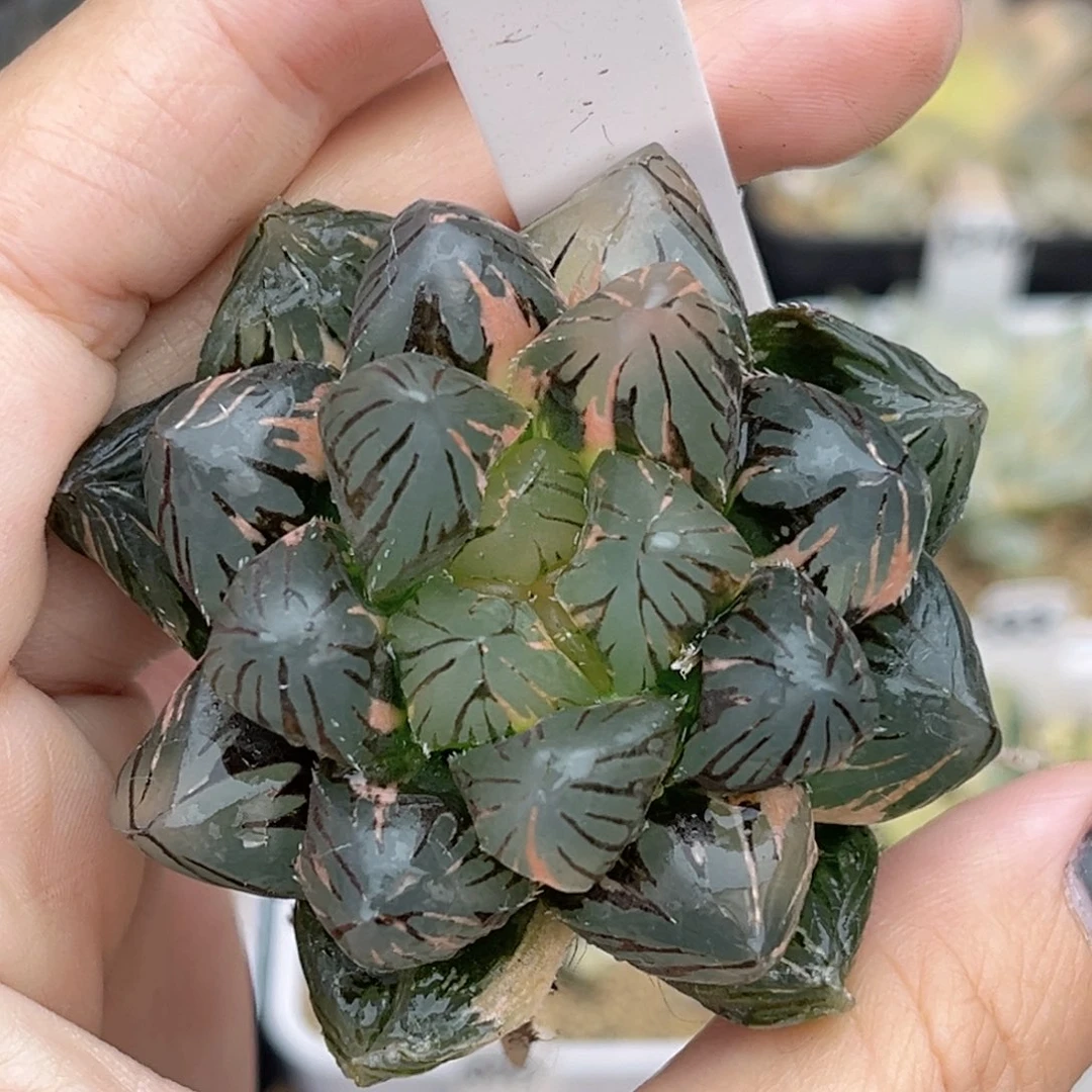 18极上斑龙爪玉露锦福利专场（脱土发福利专场