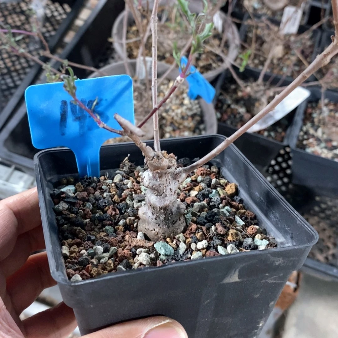 海豚叶厚炖菊多肉植物